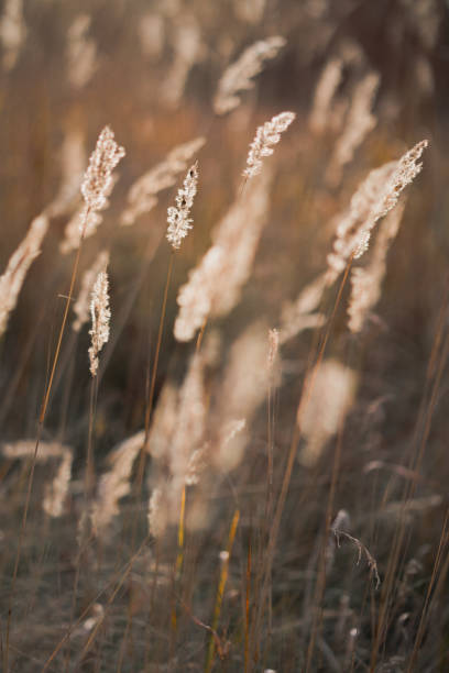 istock Field grass in soft rays of sun. 1283711329