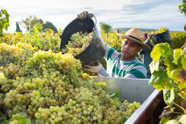 istock Hispanic farm worker loading freshly picked grapes in truck 1283711379