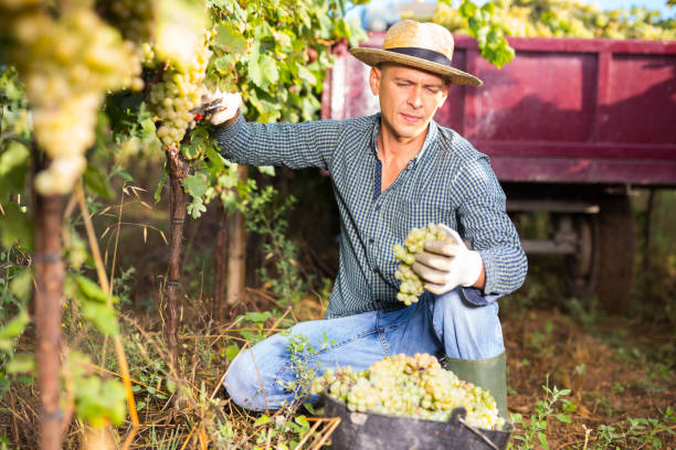 Farmer harvesting ripe white grapes in vineyard