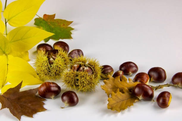 fondo de otoño con castañas y hojas - chestnut sweet food yellow group of objects fotografías e imágenes de stock