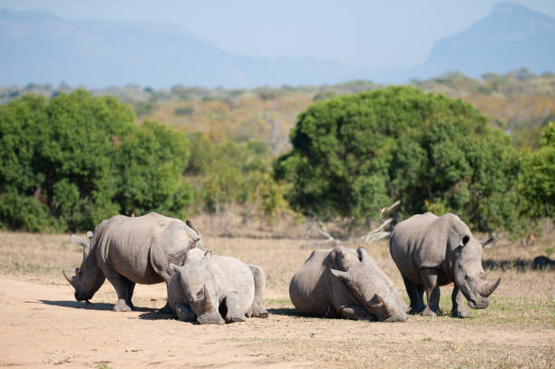 istock Crash of White Rhino 1283711748