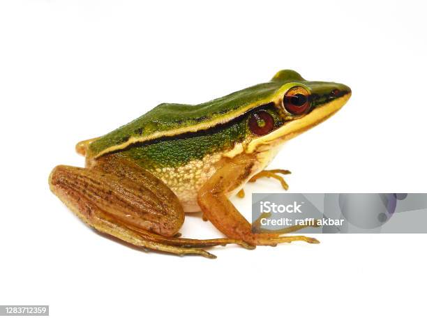 Frog Left Side Side View Of A Common Green Frog Stock Photo - Download Image Now ...