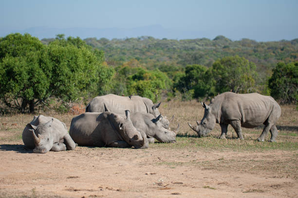 istock Crash of White Rhino 1283712949