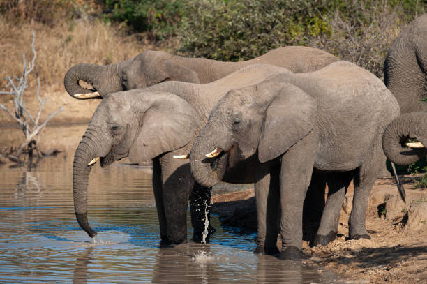 istock African Elephant Herd at Water 1283713226
