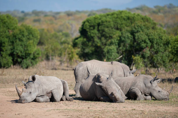 istock Crash of White Rhino 1283713309