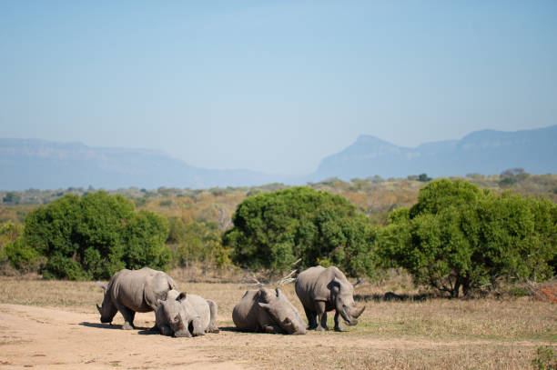 istock Crash of White Rhino 1283713318