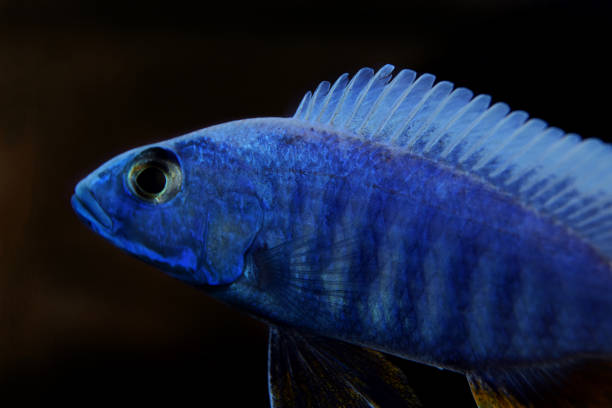 elektrische blau hap afrikanischen cichlid - sciaenochromis fritteuse - invasive specie stock-fotos und bilder