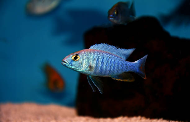 elektrische blau hap afrikanischen cichlid - sciaenochromis fritteuse - invasive specie stock-fotos und bilder