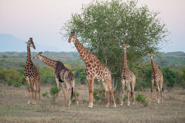 istock Journey of Giraffe 1283713739