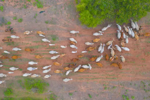 Photo of Aerial top view of cows eating green rice and grass field in Kanchanaburi district, Thailand in travel vacation concept. Animals in agriculture farm.