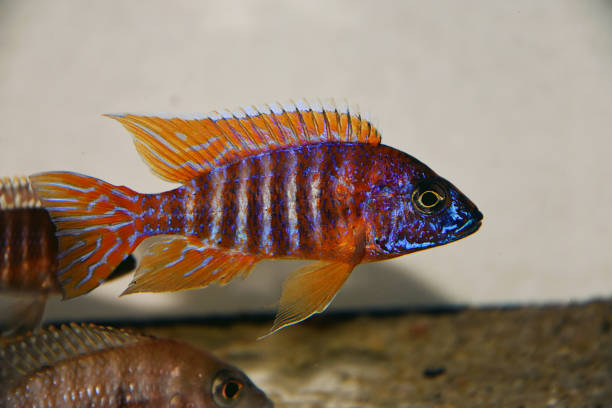 istock German Red Peacock Cichlid - Aulonocara sp. 1283715078