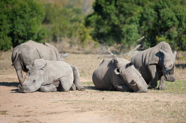 istock Crash of White Rhino 1283715242