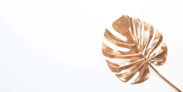 istock Tropical leaves in gold color on white space background.Abstract monstera leaf 1283716543