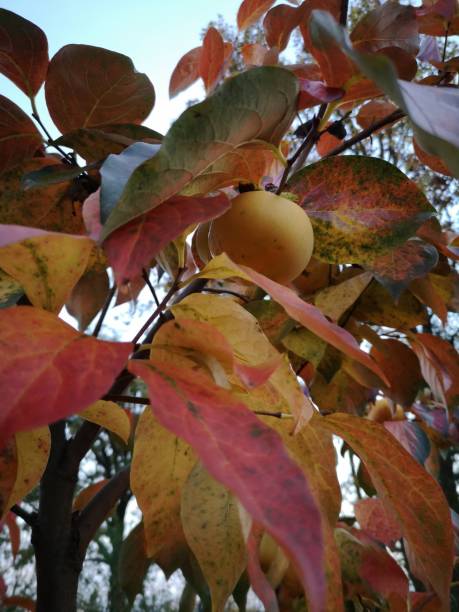 Persimmon kaki tree in autumn stock photo