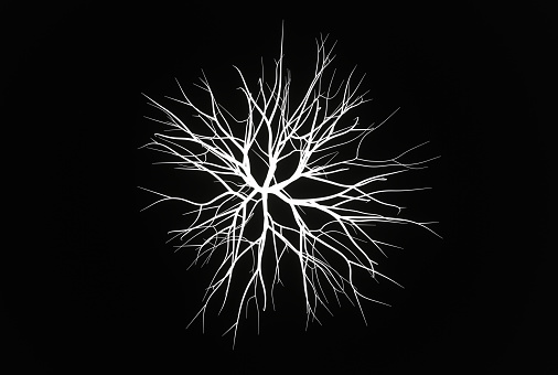 branched plant roots on black backgroud, bottom view, 3d render