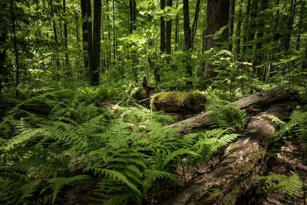 Photo of The Forest Reclaiming Blow Downs