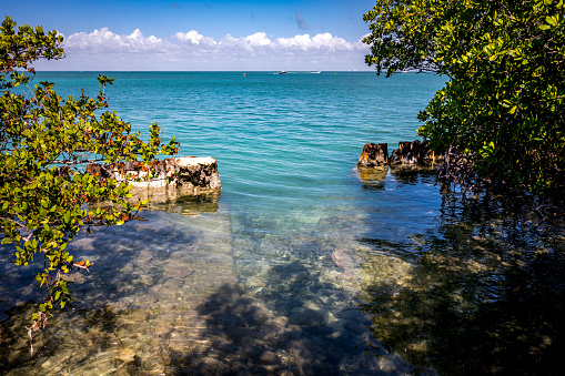 Mangroves at the Edge of Biscayne Bay