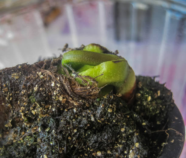 istock Mango seed have been planted. New sprout. Black earth in a container 1283717195