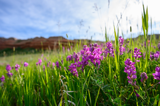 Alaska fireweed acts as a countdown to the end of Summer.  As the plant blooms upward, the days of Summer begin to wind down.  This beautiful plant is very prolific throughout the state.