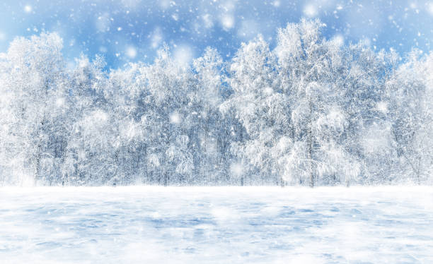 istock Snowfall in the forest. White birches are covered with frost and snow. 1283717988