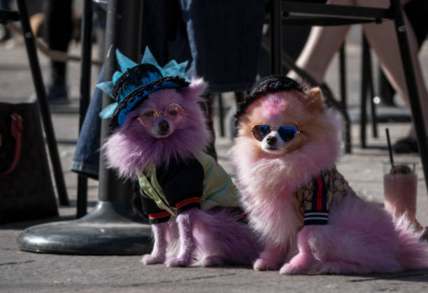 Cute dogs in costumes at Howl-a-Ween Pet Parade on Union Station Denver, Colorado - October 31, 2020: Cute dogs in costumes at Howl-a-Ween Pet Parade on Union Station weben stock pictures, royalty-free photos & images