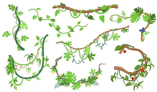 Colorful liana or jungle plant flat set for web design Colorful liana or jungle plant flat set for web design. Cartoon climbing twigs of tropical vines and trees isolated vector illustration collection. Rainforest, greenery and vegetation concept liana stock illustrations
