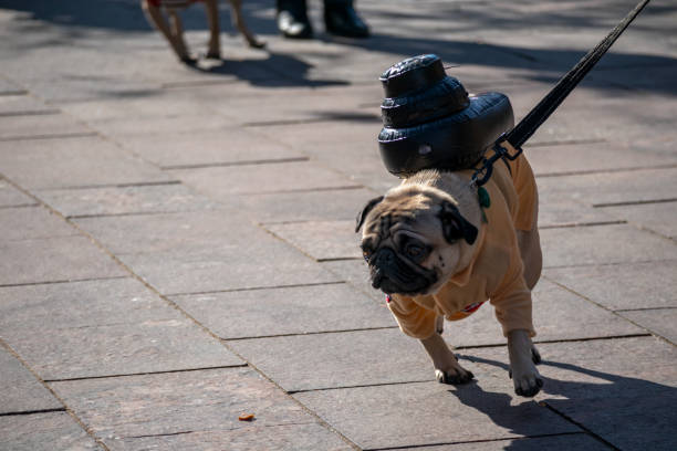 Cute dogs in costumes at Howl-a-Ween Pet Parade on Union Station Denver, Colorado - October 31, 2020: Cute dogs in costumes at Howl-a-Ween Pet Parade on Union Station weben stock pictures, royalty-free photos & images