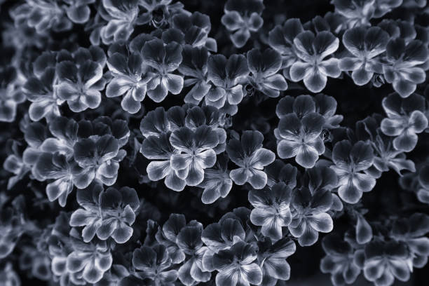 istock Flowers in the garden 1283723759