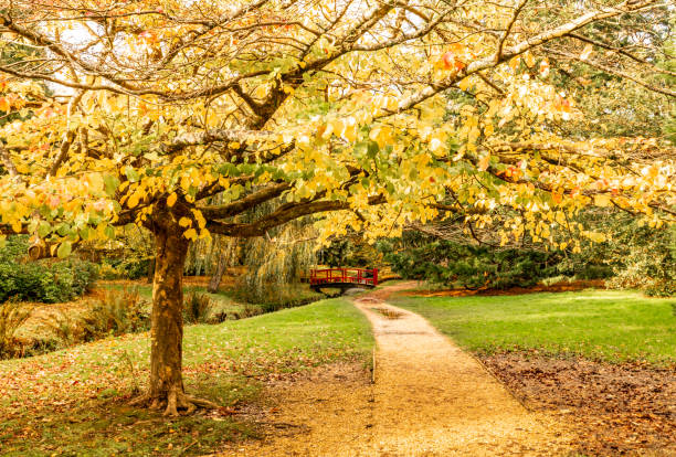 istock Footpath with Autumn leaves in Bournemouth Gardens 1283723819
