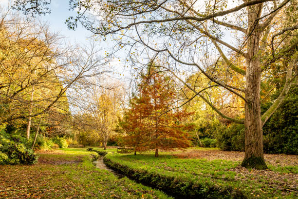 istock Bourne Stream and Autumn leaves in Bournemouth Gardens 1283724015