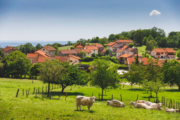 Group of white cows grazing near a small old french village on hill in Alps mountains in spring stock photo