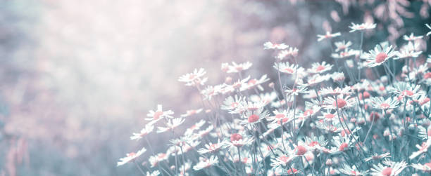 istock Chamomile flowers (Matricaria recutita), blooming plants in the spring meadow on a sunny day 1283725951