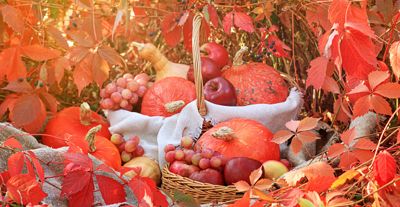 Autumn composition with pumpkins and grapes on a background of red leaves. Concept of Thanksgiving day or Halloween with space for text