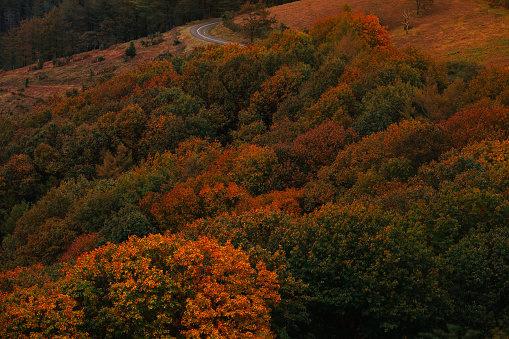 Deciduous trees seen from above showing different shades of red and yellow.