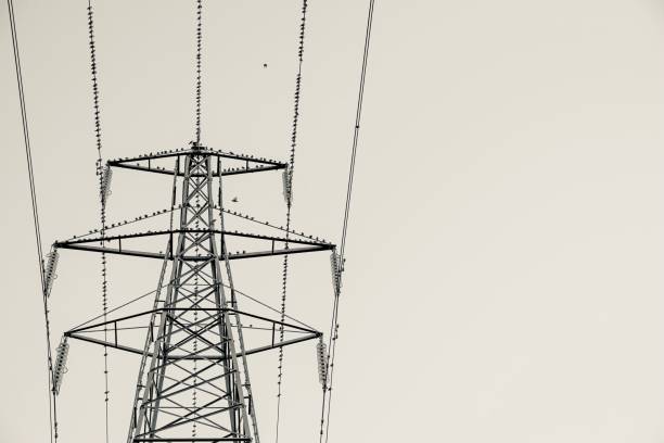 Starlings gathering on an electricity pylon.  Belfast, Northern Ireland.