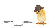 Chick detective is looking down and following footprints tracks conceptual photo