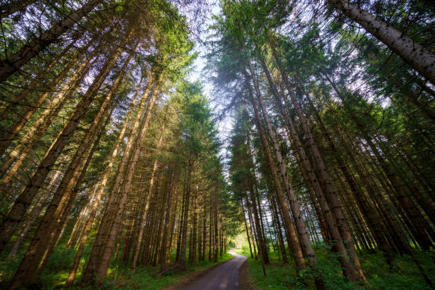 Cycleway of Pusteria Valley, Bolzano province, Trentino Alto Adige, Italy. Mountain landscape at summer