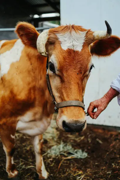 Farm Animals Picture Of Beautiful Brown Cow With Horns