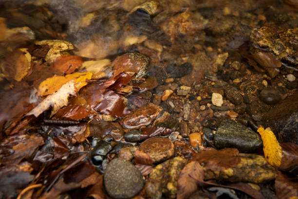 Autumn leaves in Looking Glass Creek in North Carolina