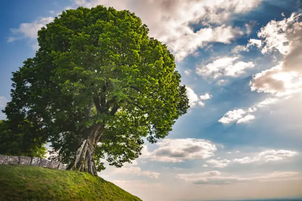 Very old lime tree with copy space on sky, at the top of the hill. Photo taken in village of Innimond in Bugey mountains, in Ain, Auvergne-Rhone-Alpes region in France during a sunny spring day.