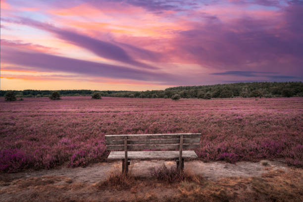 sunset over Luneburger Heather awesome landscape eith awesome sunset over Luneburg heather Lower Saxonia, Germany lüneburg heath stock pictures, royalty-free photos & images
