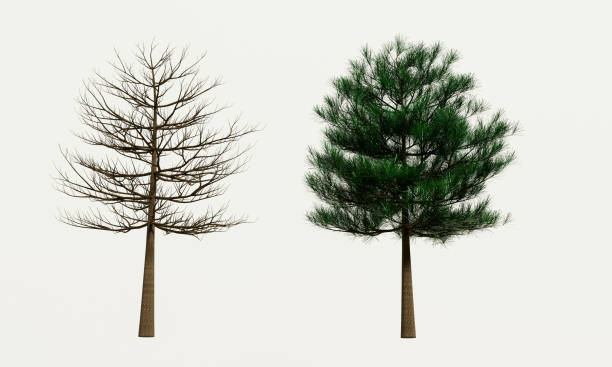 istock Big trees, branches and full leaves Trunk, brown bark a. Isolated on white background. 3D Rendering. 1283729931