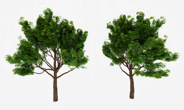 istock Big trees, branches and full leaves Trunk, brown bark a. Isolated on white background. 3D Rendering. 1283729962