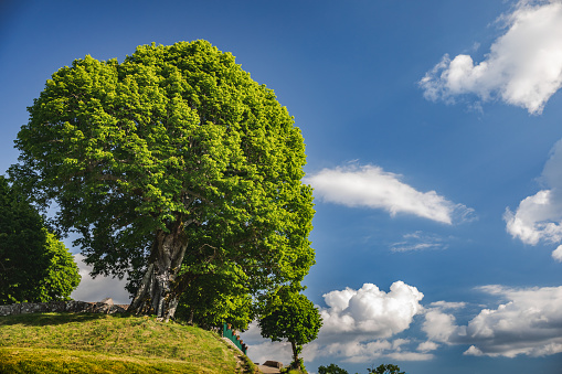 A picturesque landscape with a tree silhouetted against the sky, illuminated by a strong beam of sun