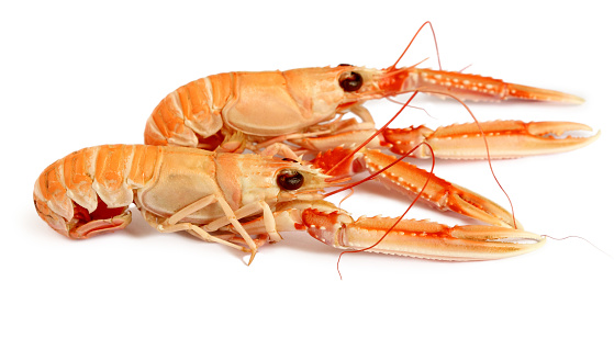 Two scampis isolated on white background. 
Nephrops norvegicus, known as the Norway lobster, Dublin Bay prawn, langostine or scampi close-up.