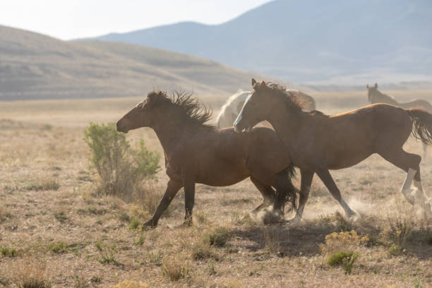 istock Wild Horse Stallions Chasing in Utah 1283733049
