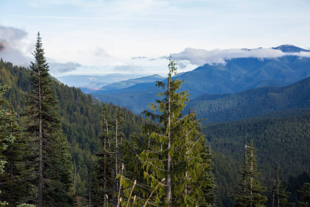 istock Landscape of Hurricane Ridge 1283734694