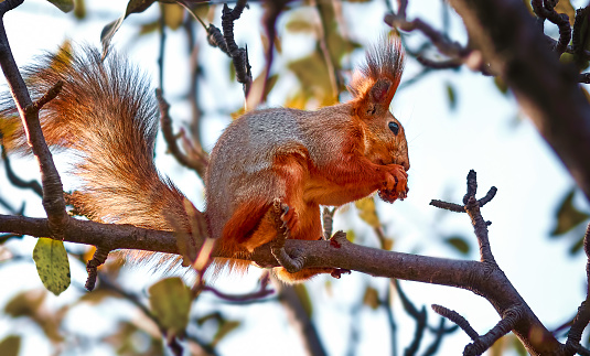 a small red squirrel sits on a branch and eats fruit