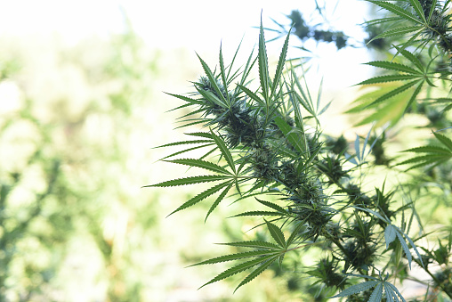 Detail of CBD plant with sunlight on its outdoor growth. \