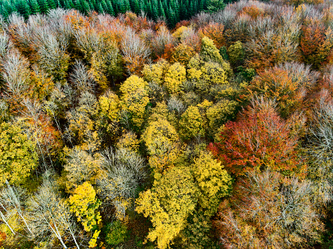 A closeup of growing aspen trees in fall